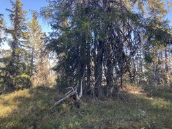 Fjellsjøhøgda sørvest