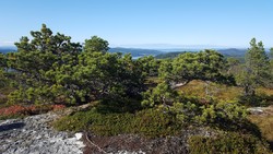 Nordre Kvitmåssårabben