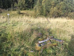 Korpheisetran setertuft