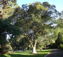 Royal Botanic Gardens Victoria