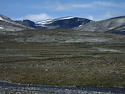 Gråhøe i Reinheimen