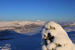 Grønekinnkampen