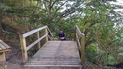 Møns Klint Gråryg Fald