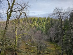 Åsen over Holereset