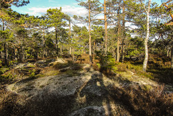 Høgåsen