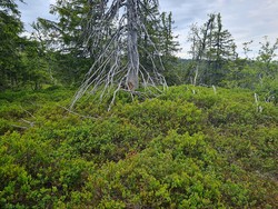 Skinnerlifjellet sør