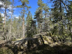Skogbakkåsen