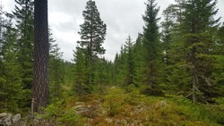 Mesnhaugen punkt 565