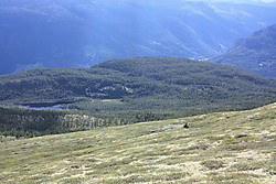 Koloberget