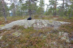 Bjørketjennvarden Vest