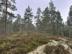Østre Gubbetjennsberget