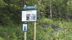 Tjuvhanshula P-lomme