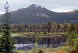 Slåkånuten