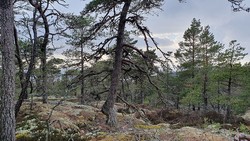 Kjeøya høyeste punkt