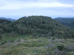 Haugåsen