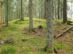 Tangenåsen
