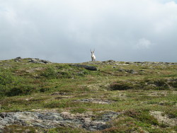 Kråkfjellet