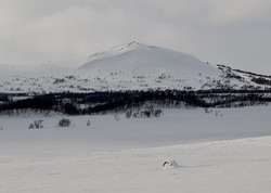 Blåkkåkleppen