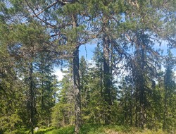 Høgbråten i Nittedal