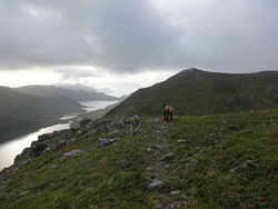 Tursti Leikongsætra - Sollia