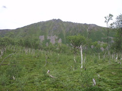 Askjelstinden