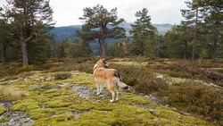 Grønkollen i Siljan