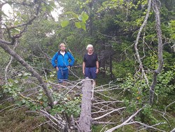 Klininggrautsteinhaugen