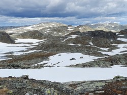 Hundesteinsegge Søraustre