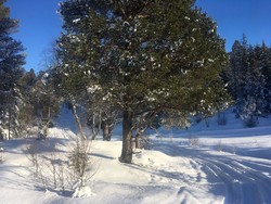 Oxaasveikassa Trimpost