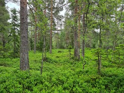 Nord for Plassanetjern