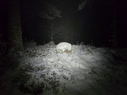 Nordøst for Bergsvannet