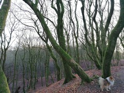 Informasjon Rold Skog