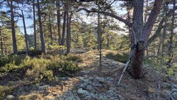 Vest for Tyttebærås