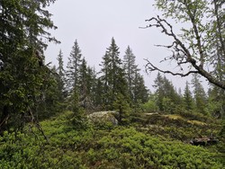 Høgåsen Øst
