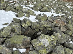 Dyregrav langs stien til Gråkampen