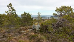 Midtfjellet