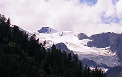 Tête Blanche