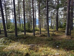 Port Arthur i Stange