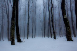 Fokserød Naturreservat
