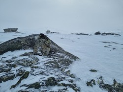 Bjørnabuhøgdin syd