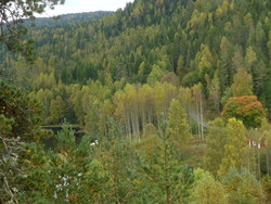 Fløytsagåsen