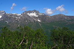 Skrommelnebba