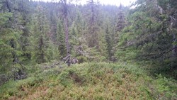 Inngjerdingshaugen punkt 665