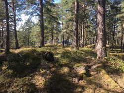 Vest for Feilingsdammen