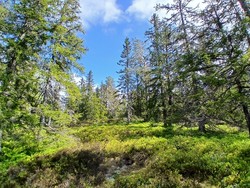 Sørvest for Trehørningen