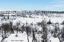 Årstulhøgda søndre