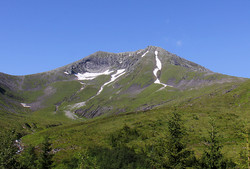 Saudehornet normalrute