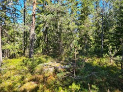 Hamrefjellet
