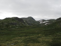 Ørnenipa