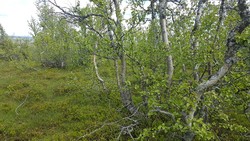 Ormtjernkampen, nord